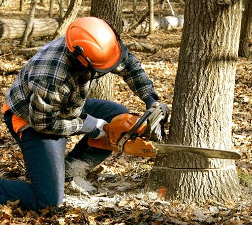 Tree Removal in Kingsley, MI